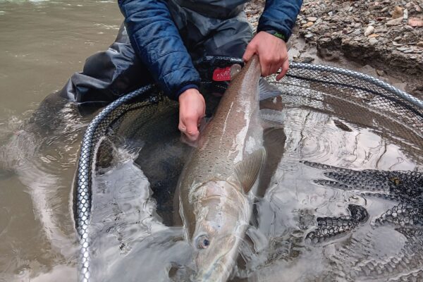 Fishing Hucho Hucho
